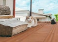 Light cat sitting on red roof Royalty Free Stock Photo