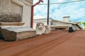 Light cat sitting on red roof Royalty Free Stock Photo