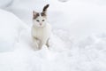 Light cat sneaks through the snow in a snowdrift Royalty Free Stock Photo