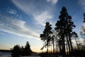 Light clouds in the blue spring sky above tall pine trees Royalty Free Stock Photo