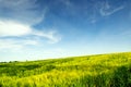 Light clouds over green field Royalty Free Stock Photo