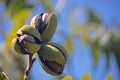 LIGHT ON A CLUSTER OF THREE RIPE PECAN NUTS IN GREEN HUSKS ON A TREE Royalty Free Stock Photo