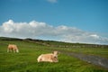 Light color cows in a pure green meadow, stone fences and cloudy sky in the background. Nobody. Farming and agriculture industry