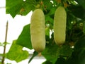 A light color of cucumber `Silver Slicer` on the tree