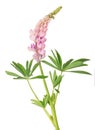 Light color lupine flower isolated on white Royalty Free Stock Photo