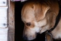 A light-colored dog is afraid to leave his booth