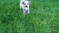 A light-colored dog is standing on the lawn and looking at the camera Royalty Free Stock Photo