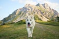 Mixed breed dog walking toward camera on mountain trail Royalty Free Stock Photo