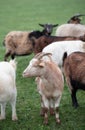 A light-colored goat with horns stands in the middle of a herd of goats in a pasture, in portrait format