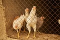 Light-colored hens in a chicken coop behind bars Royalty Free Stock Photo