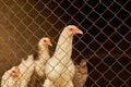 Light-colored hens in a chicken coop behind bars Royalty Free Stock Photo