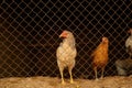 Light-colored hens in a chicken coop behind bars Royalty Free Stock Photo