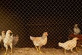 Light-colored hens in a chicken coop behind bars Royalty Free Stock Photo