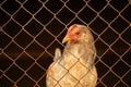 Light-colored hens in a chicken coop behind bars Royalty Free Stock Photo