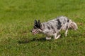 Light Colored Herding Dog Runs Left Through Grass Autumn Royalty Free Stock Photo