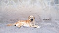 A light-colored Labrador dog lies on the ground and calmly waits for its owner. looks into the camera