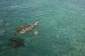 Light colored sea turtle swimming head above water in clear teal water with room for copy Royalty Free Stock Photo