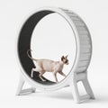 Sphynx Cat Walking on a White Cat Wheel or Exercise Wheel on White Background Royalty Free Stock Photo