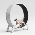 Sphynx Cat Walking on a White Cat Exercise Wheel with Textured Tread on White Background Royalty Free Stock Photo
