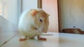 Light-coloured Dumbo rat sits on the windowsill