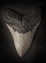 Fossil Megalodon tooth on wood background