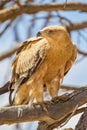 A light coloured Tawney eagle sitting on a dead branch