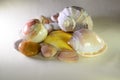 Light composition of sea shells