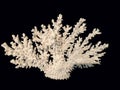 Light coral isolated on black background Royalty Free Stock Photo