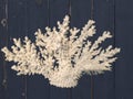 Light coral isolated on distressed wood background