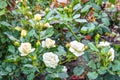 Light cream pink rose flower. Close-up photo of garden flower with shallow DOF Royalty Free Stock Photo