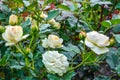 Light cream pink rose flower. Close-up photo of garden flower with shallow DOF Royalty Free Stock Photo