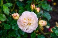 Light cream pink rose flower. Close-up photo of garden flower with shallow DOF Royalty Free Stock Photo
