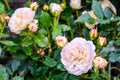 Light cream pink rose flower. Close-up photo of garden flower with shallow DOF Royalty Free Stock Photo