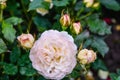 Light cream pink rose flower. Close-up photo of garden flower with shallow DOF Royalty Free Stock Photo