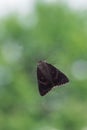 Light Crimson Underwing Moth sitting behind Window in front of Tree