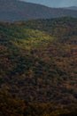 Light Dances Across Trees Changing Color in Fall