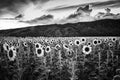 Sunflower Field in the Sunset Time with Clouds and the West Maui Mountains in the Background in Maui, Hawaii, USA. Royalty Free Stock Photo