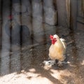 Light and Dark Brahma chicken inside a cage Royalty Free Stock Photo