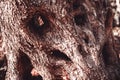 Light-dark brown olive tree bark, close-up. Textured relief background of olive skin for publication, screensaver