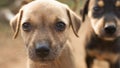 Light and dark-colored puppy muzzles, close-up image