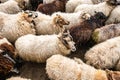 Light and dark colored sheep together in a sheepfold Royalty Free Stock Photo