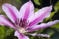 Light and Dark Pink Clematis Nelly Moser Blossom Royalty Free Stock Photo