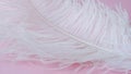 Light, delicate ostrich feather. White feather on a pink