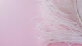 Light, delicate ostrich feather. White feather on a pink