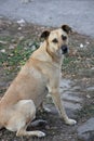 A light dog that lives on the street sits in a half turn