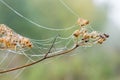 Light drops of dew on a beautiful web in the summer in a fog at Royalty Free Stock Photo