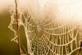 Light drops of dew on a beautiful web in the summer in a fog at Royalty Free Stock Photo