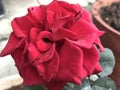 Light dull red rose Royalty Free Stock Photo