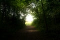 Light at the End of the Forest Tunnel Royalty Free Stock Photo