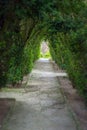 Light at the end of the tunnel. Green natural tunnel of trees in Royalty Free Stock Photo